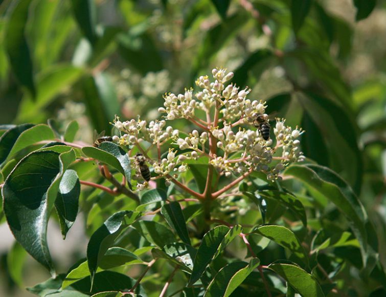 Duftesche - Tetradium daniellii hupehensis