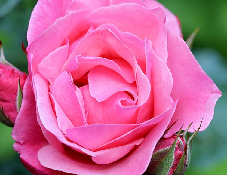 Rosen und Frauen