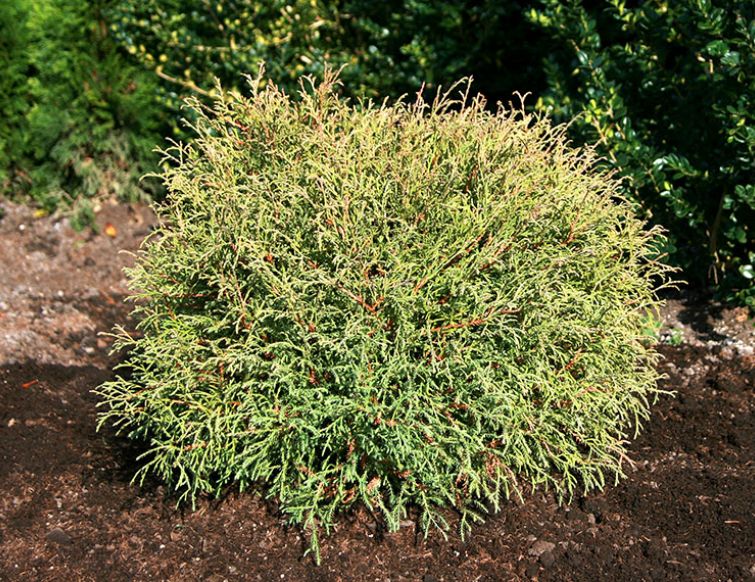 Kugellebensbaum - Thuja occidentalis 'Mr. Bowling Ball'