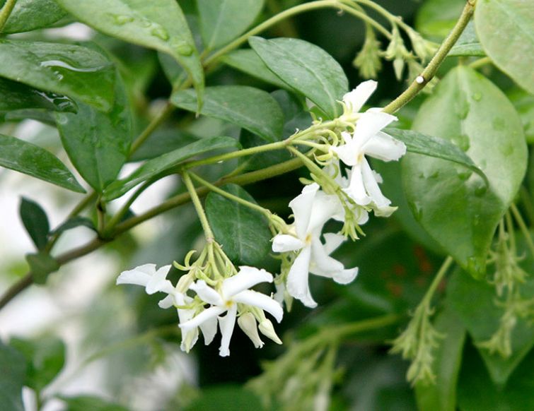 Sternjasmin – Trachelospermum jasminoides
