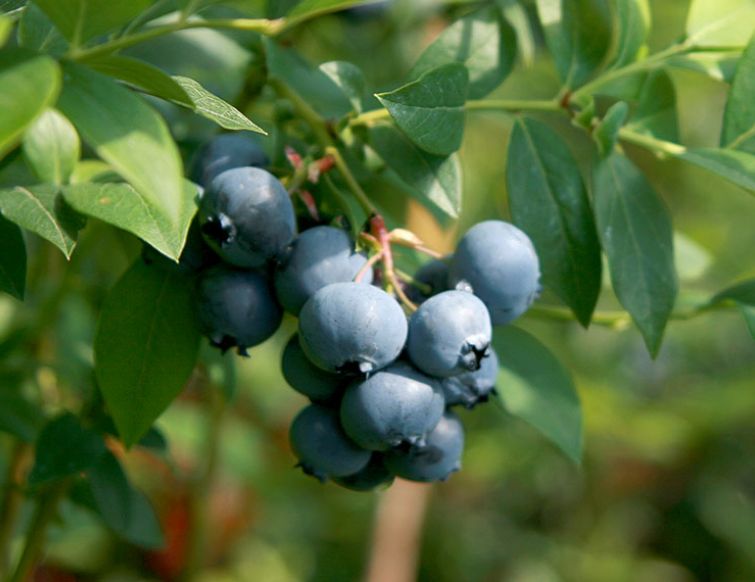 Heidelbeeren, Standort und Pflanzung