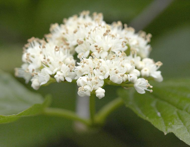 Gezähnter Schneeball - Viburnum dentatum 'Blue Muffin'