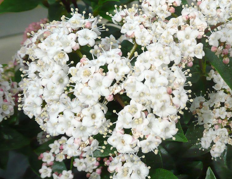 Lorbeerschneeball - Viburnum tinus 'Eve Price'