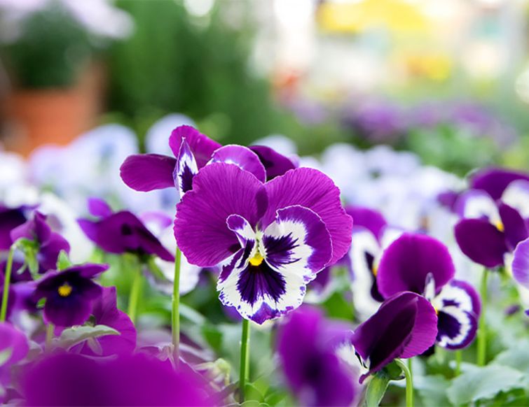 Viola – Veilchen