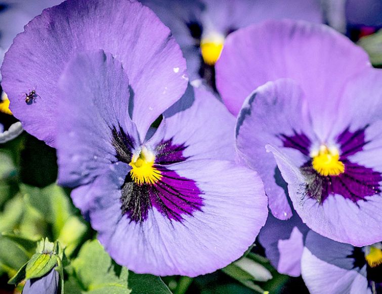 Essbare Blüten als Delikatesse