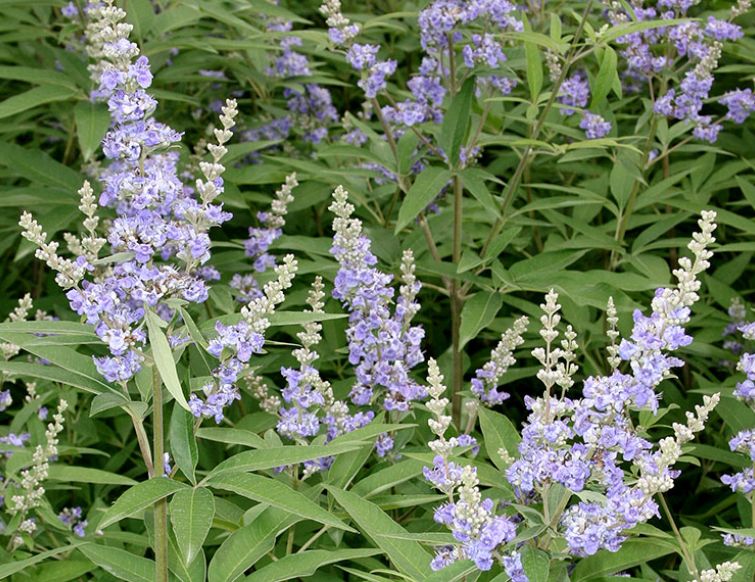 Mönchspfeffer - Vitex agnus-castus