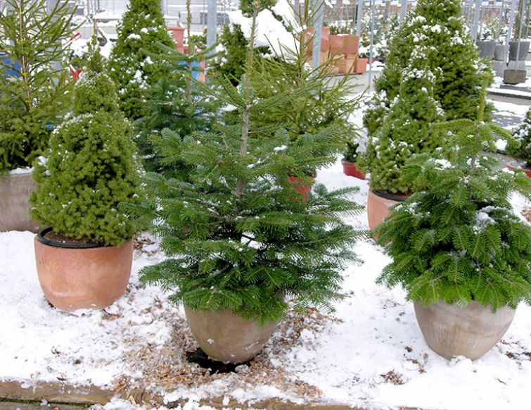 Weihnachtsbäume im Topf