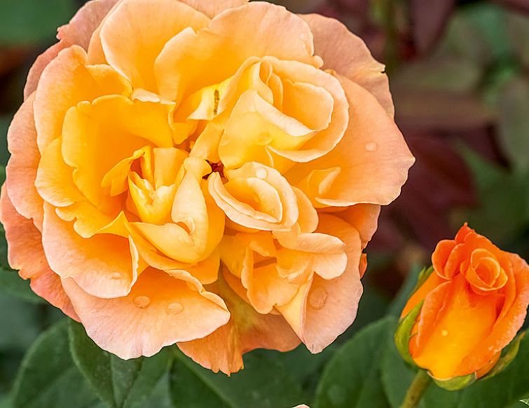 Rosenduft
