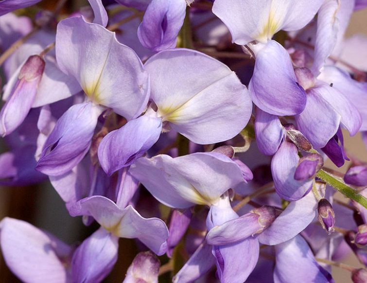 Blauregen, Glyzine - Wisteria