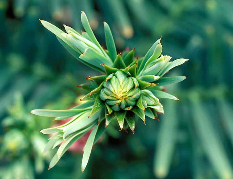 Wollemi Pine - Wollemia nobilis - Die Dinosaurier-Pflanze