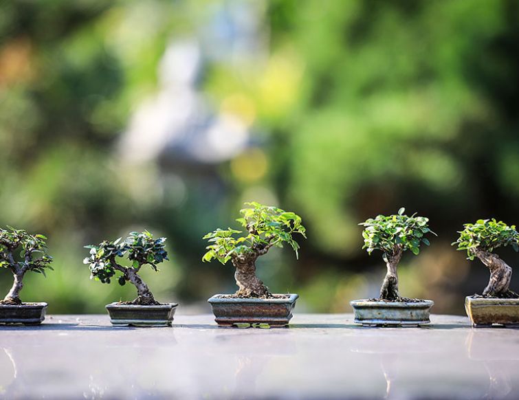 Schnitt und Pflege von Zimmer-Bonsai