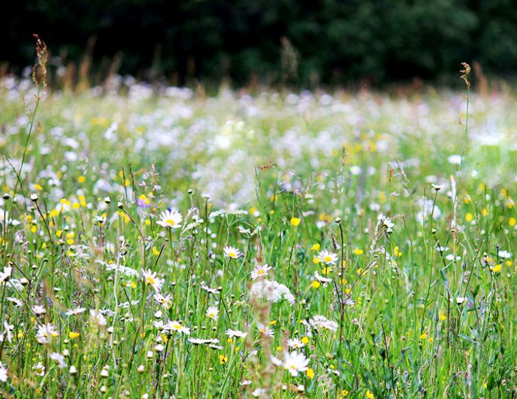 Biodiversität