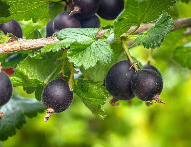 Winterschnitt bei Jostabeeren