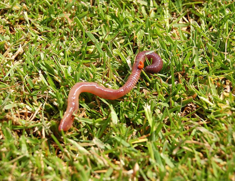 Der Regenwurm - ein unverzichtbarer Helfer im Garten?