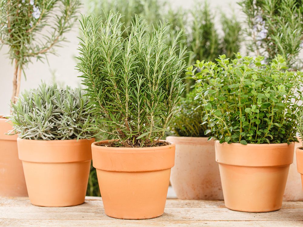 Küchenkräuter; Aromatische Vielfalt direkt aus dem Topf.