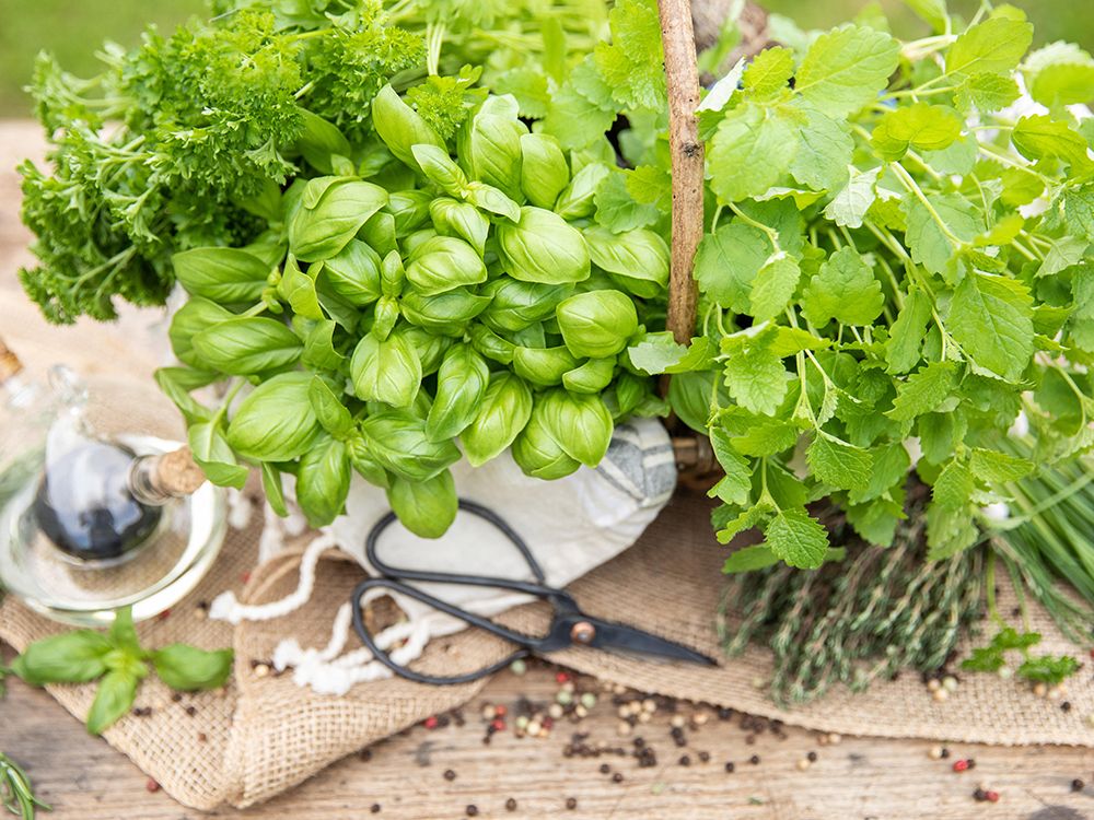 Küchenkräuter; Aromatische Vielfalt direkt aus dem Topf.