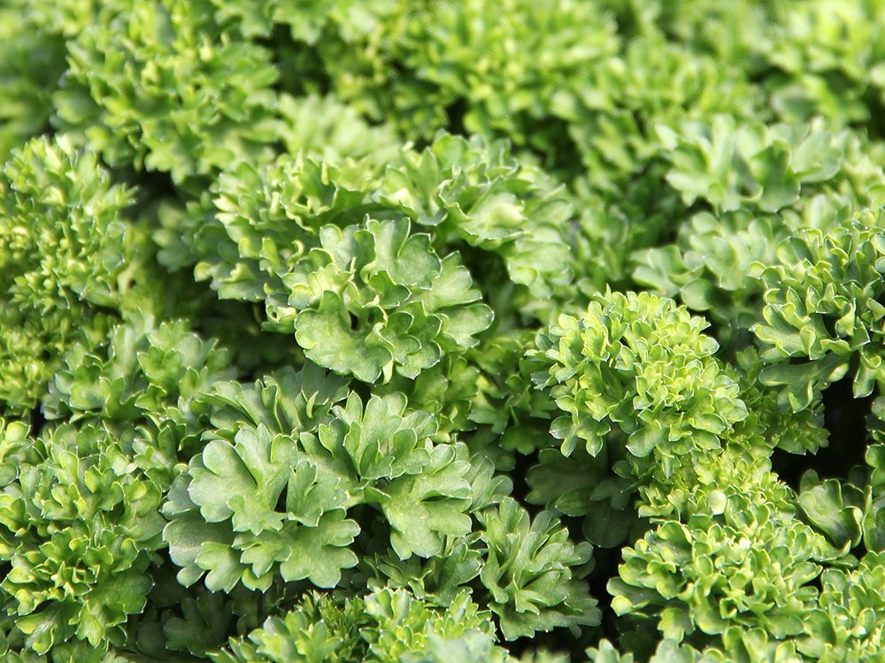 Küchenkräuter; Aromatische Vielfalt direkt aus dem Topf.