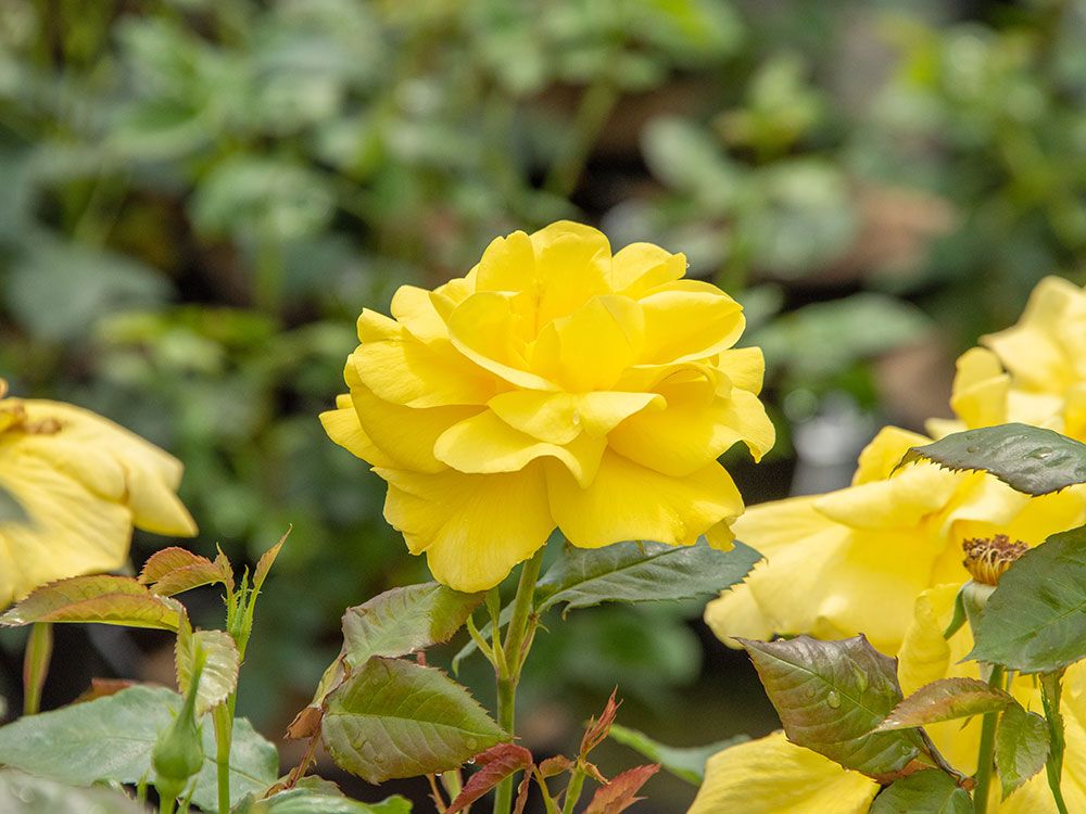 Schnitt & Pflege von Rosen