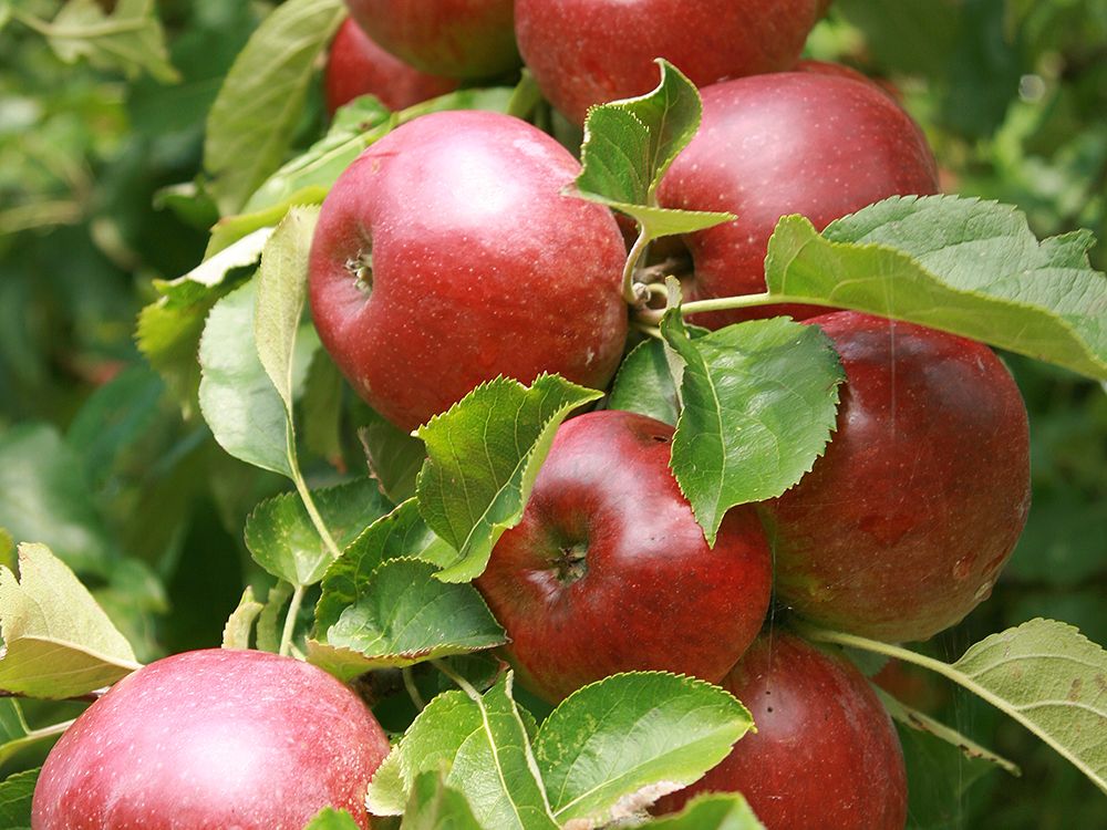 Schnitt & Pflege von älteren Obstbäumen