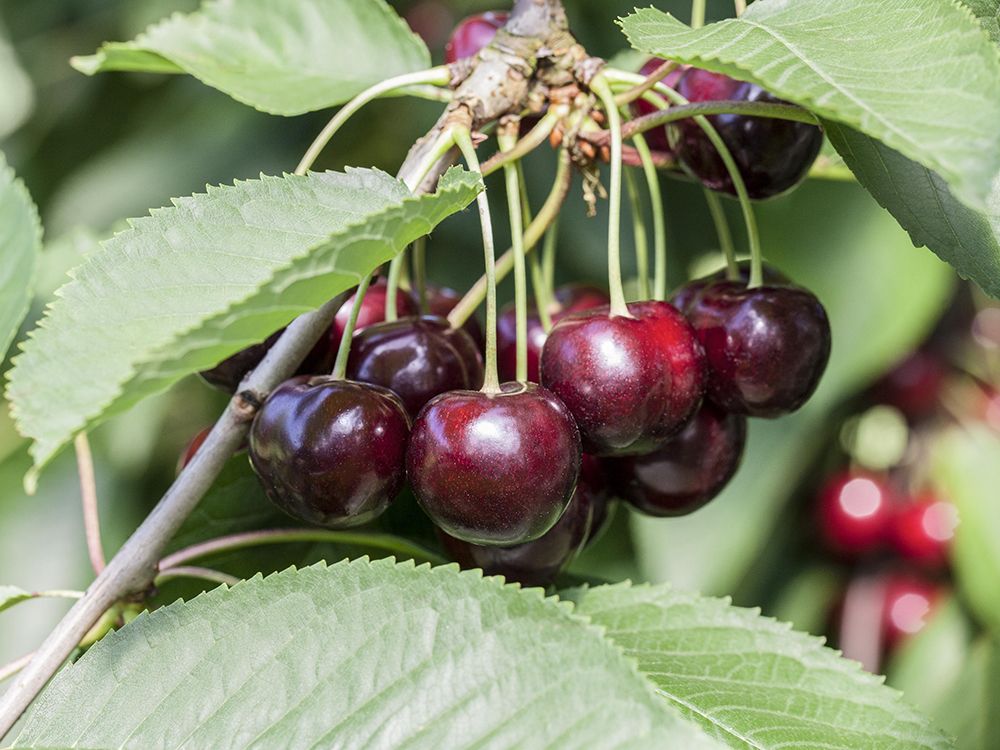 Schnitt & Pflege von älteren Obstbäumen