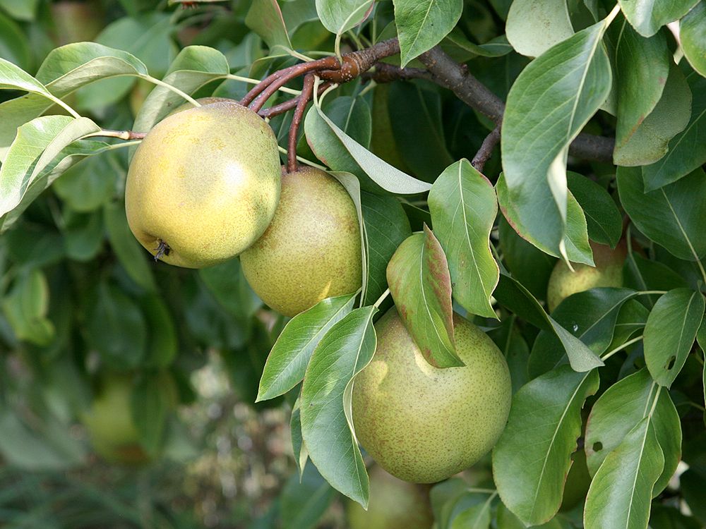 Schnitt & Pflege von älteren Obstbäumen