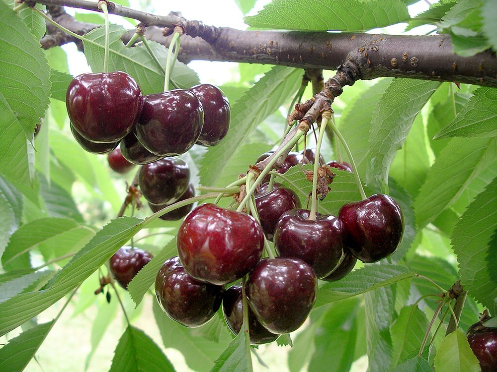 Schnitt & Pflege von Säulenobst