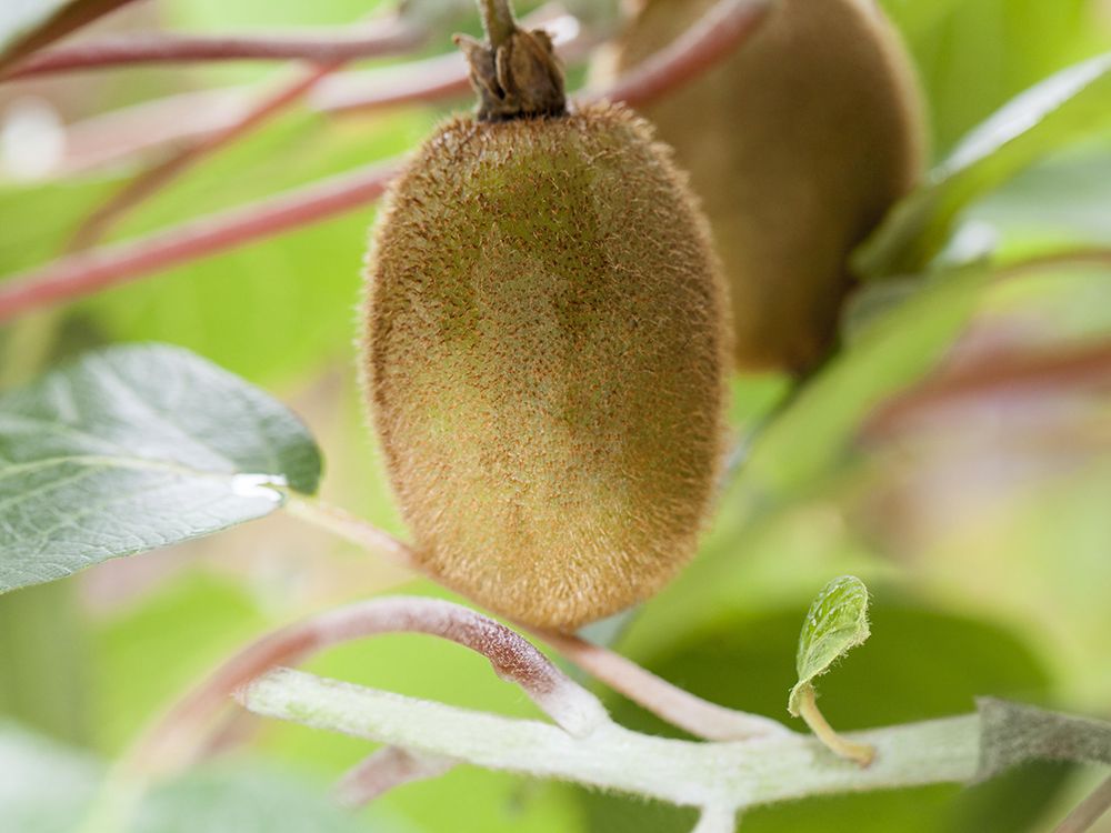 Schnitt von Kiwi, Rebe und Feigen