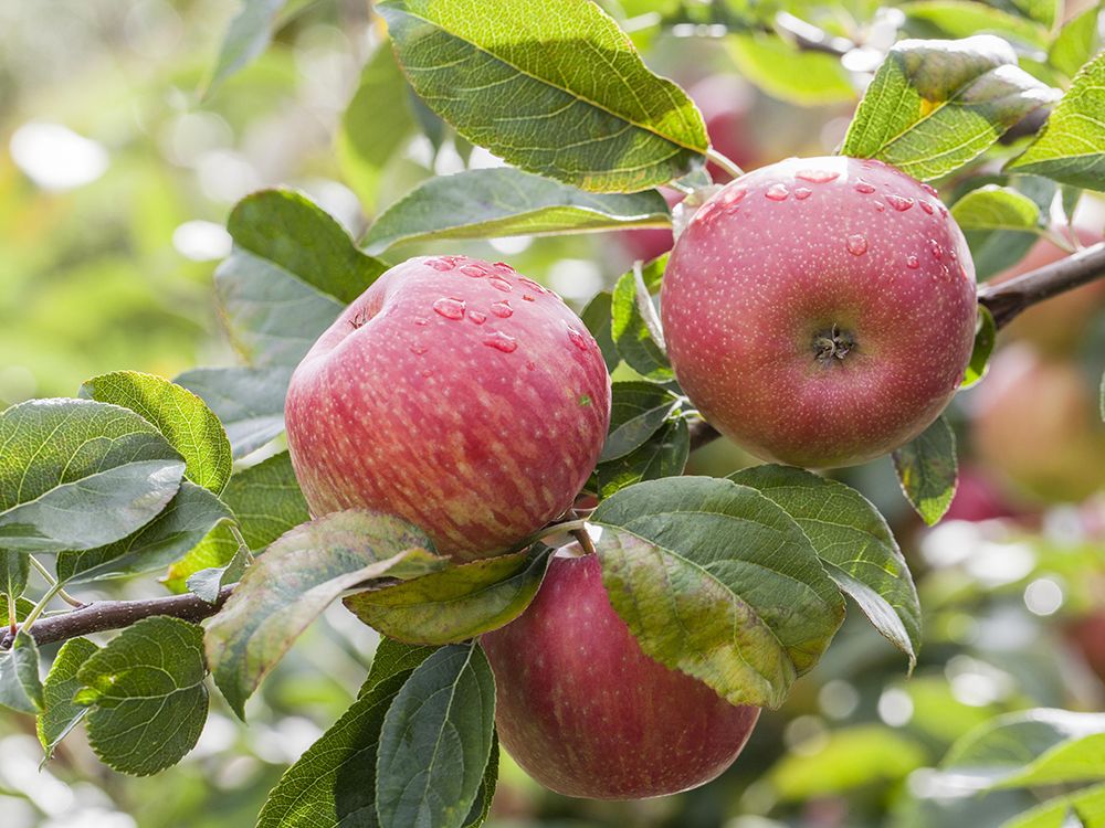 Schnitt & Pflege von jüngeren Obstbäumen