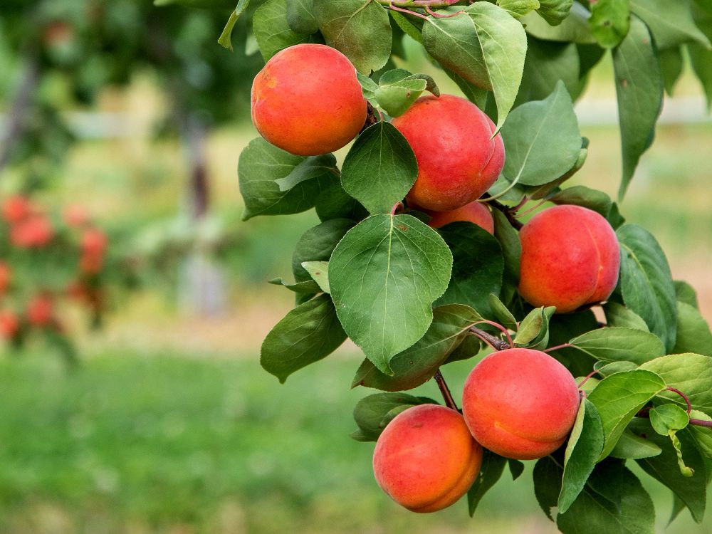 Schnitt & Pflege von jüngeren Obstbäumen