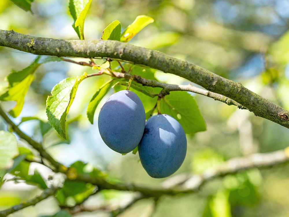 Schnitt & Pflege von jüngeren Obstbäumen