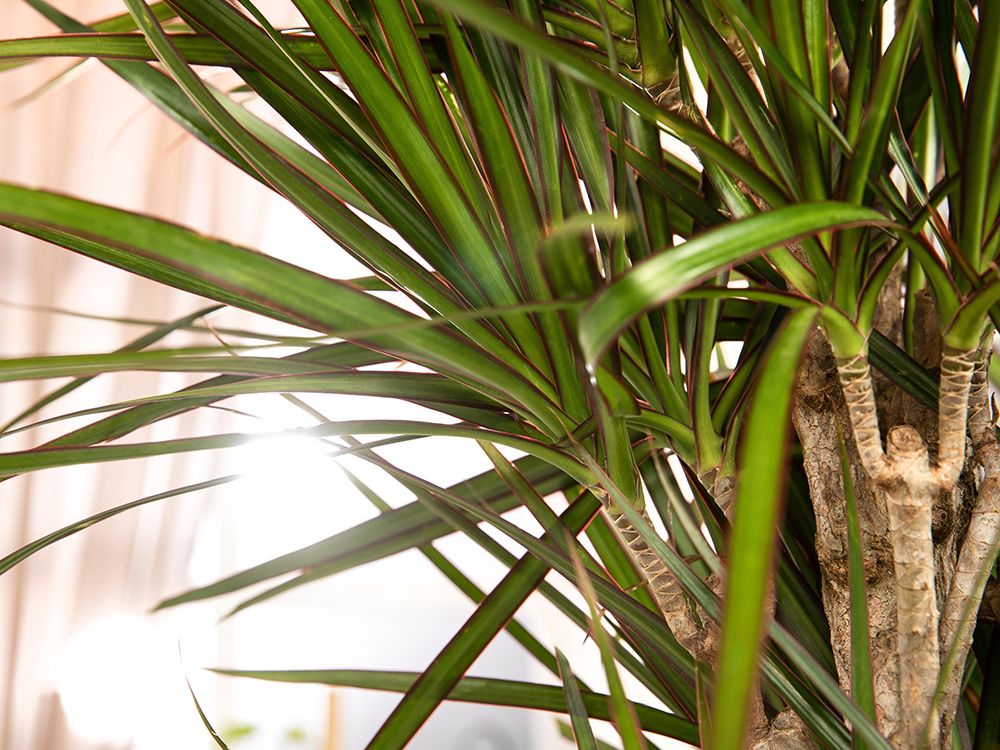 Zimmerpflanzen – Alles was Sie über Zimmerpflanzen wissen sollten