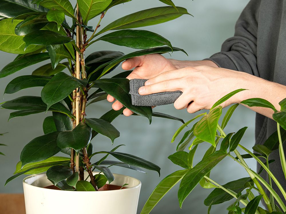 Zimmerpflanzen – Alles was Sie über Zimmerpflanzen wissen sollten