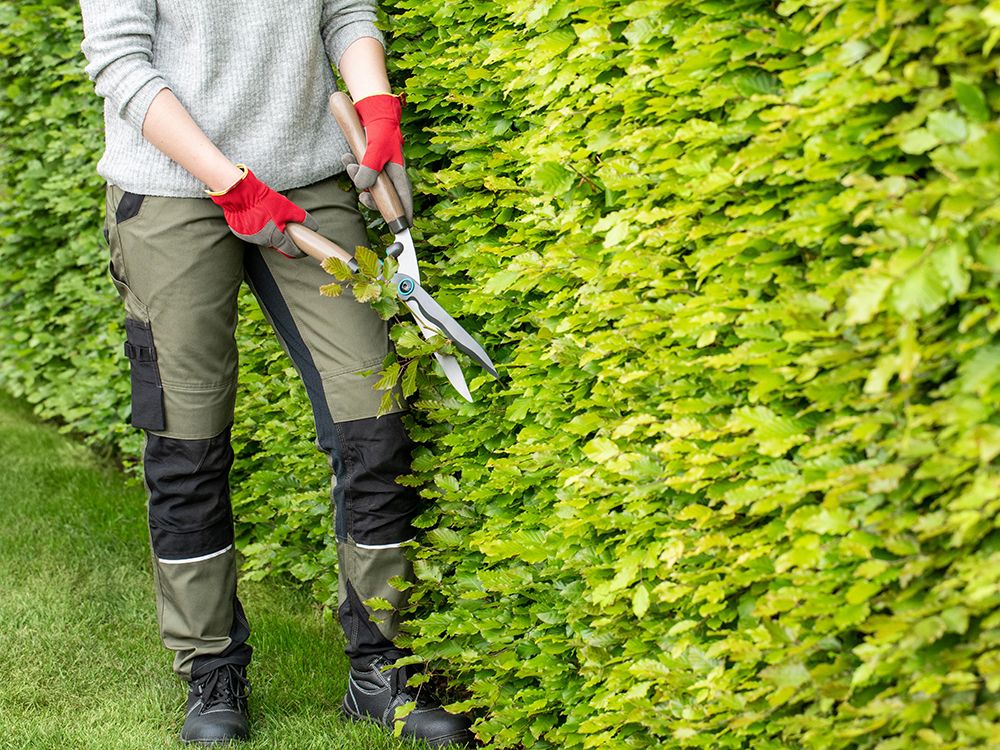 Schnitt & Pflege von jüngeren Obstbäumen und Säulenobst