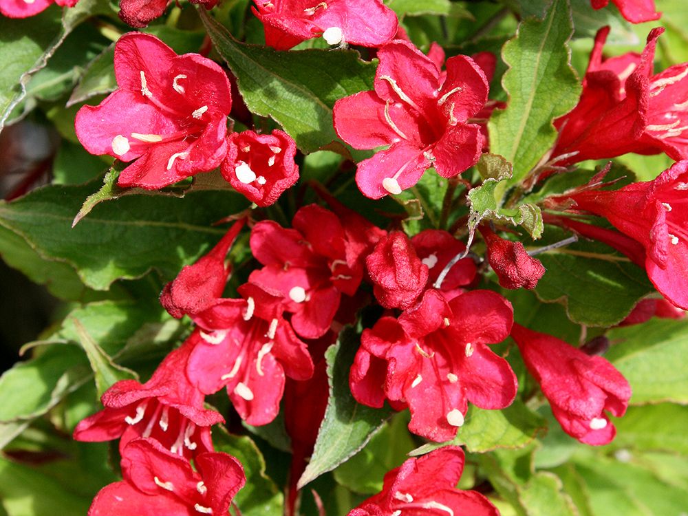 Schnitt & Pflege von jüngeren Obstbäumen und Säulenobst