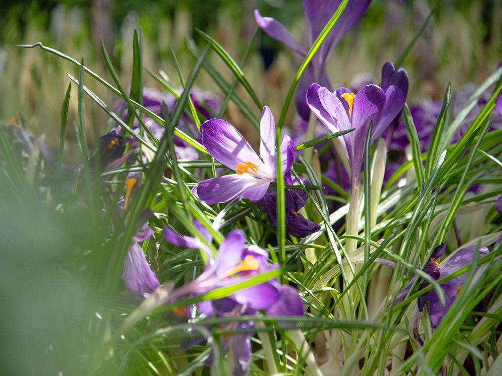 Frühlingsstart/-fest