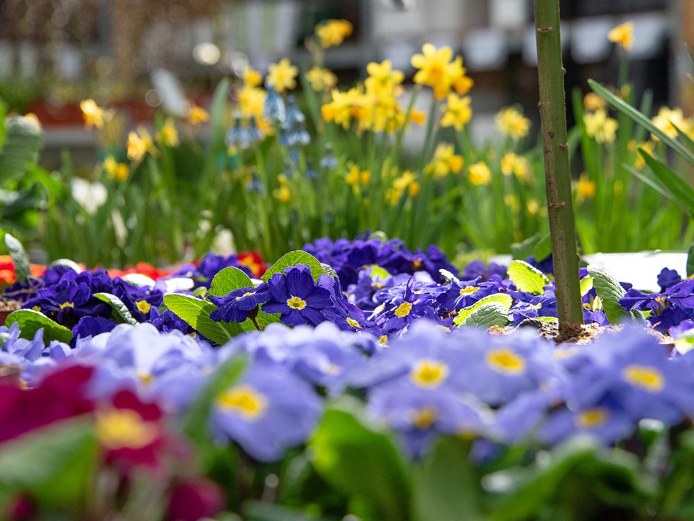 Frühlingsstart/-fest