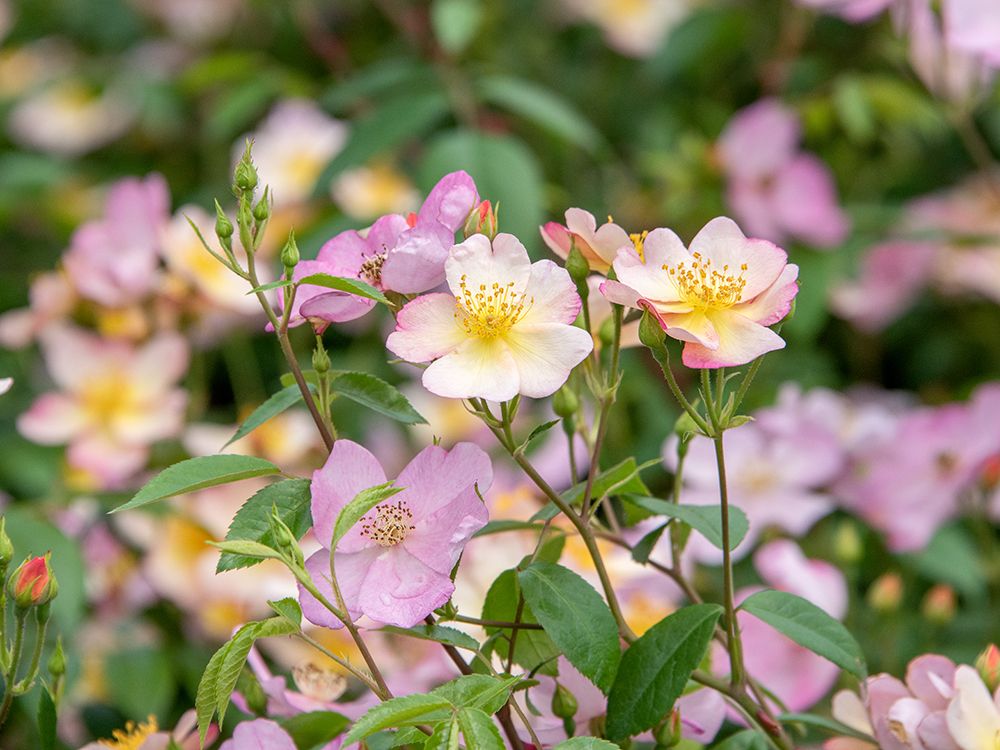 Premiumkurs: Rosen