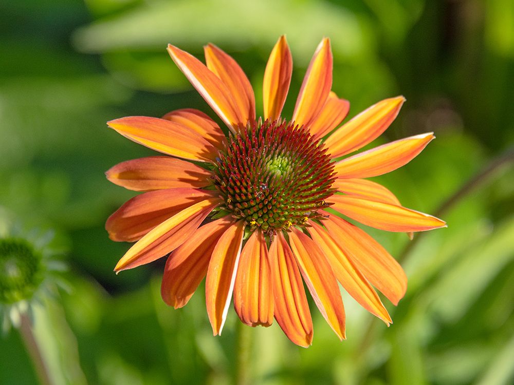 Echinacea-Wochen