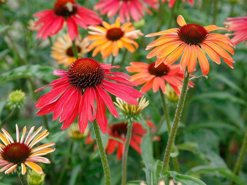 Echinacea-Wochen