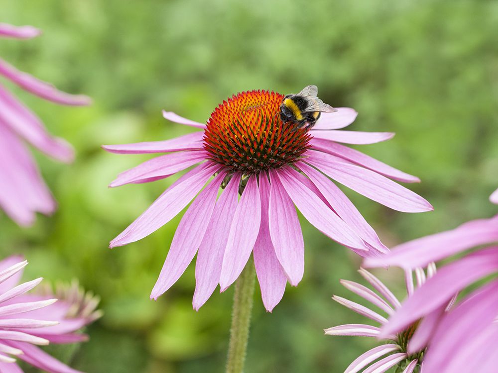 Echinacea-Wochen