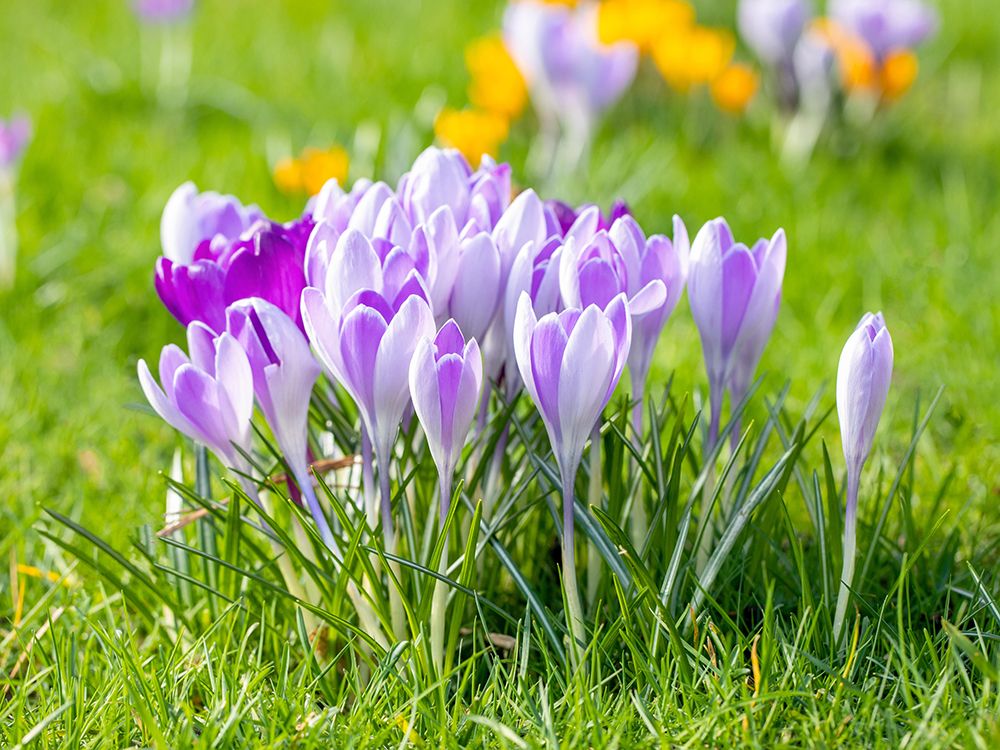 Start der Blumenzwiebeln-Pflanzzeit