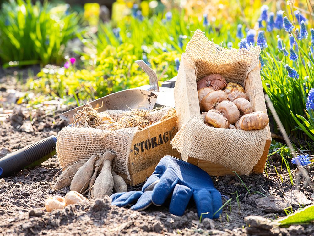 Start der Blumenzwiebeln-Pflanzzeit