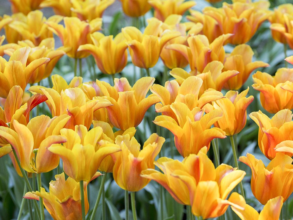 Start der Blumenzwiebeln-Pflanzzeit