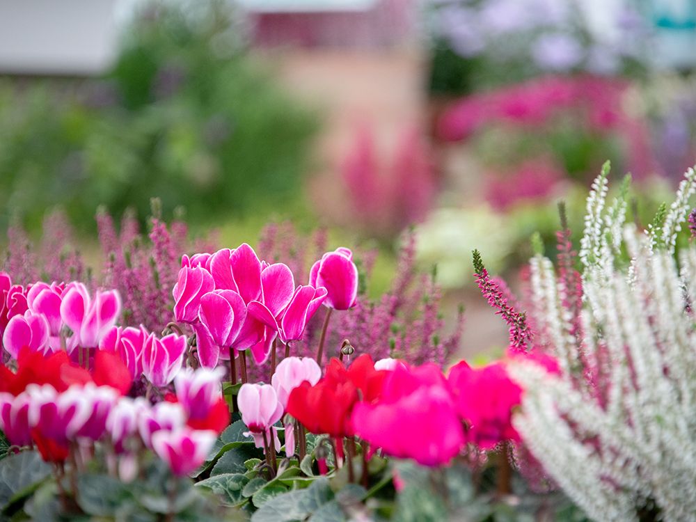 Die Herbstblumen sind da ...