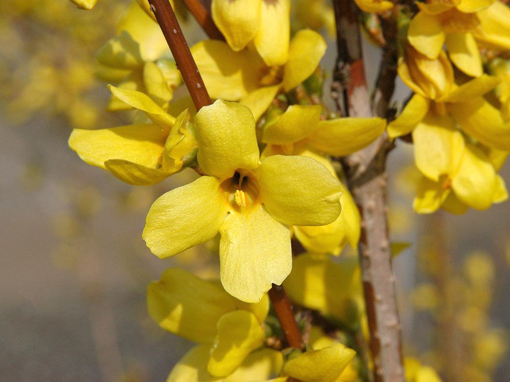 Frühlingsschnitt von Pflanzen in der Praxis