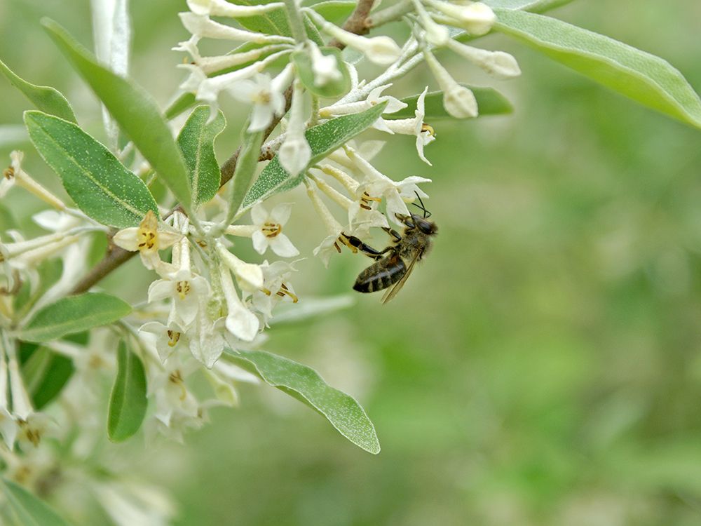 Bienenweidepflanzen