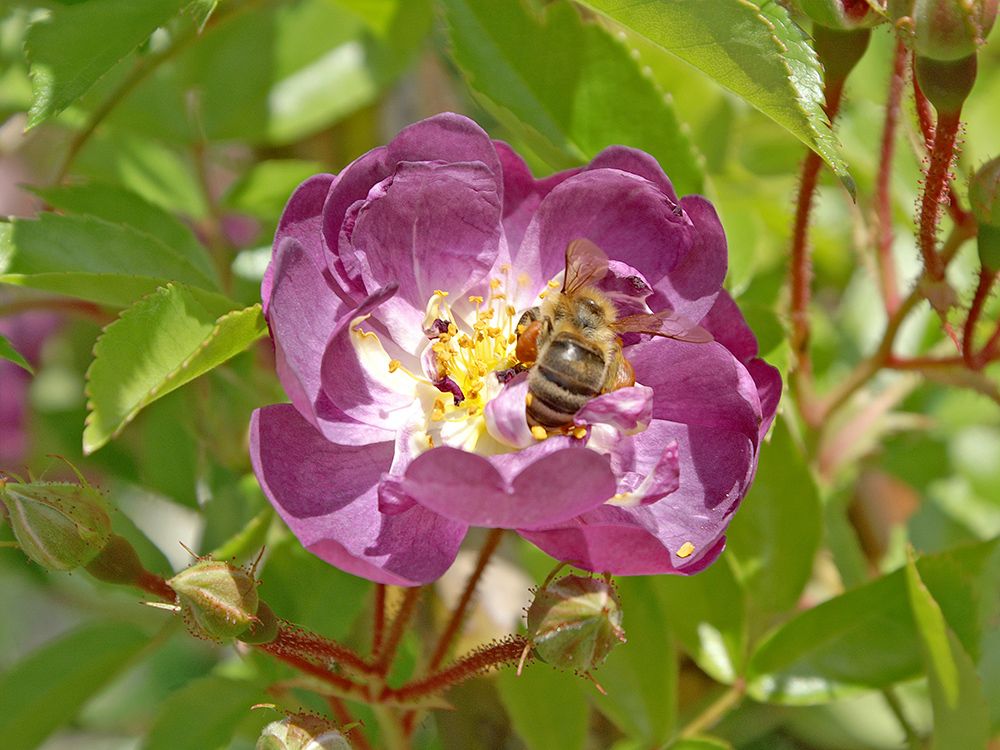 Bienenweidepflanzen