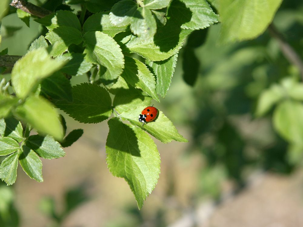 Biologischer Pflanzenschutz für den naturnahen Garten