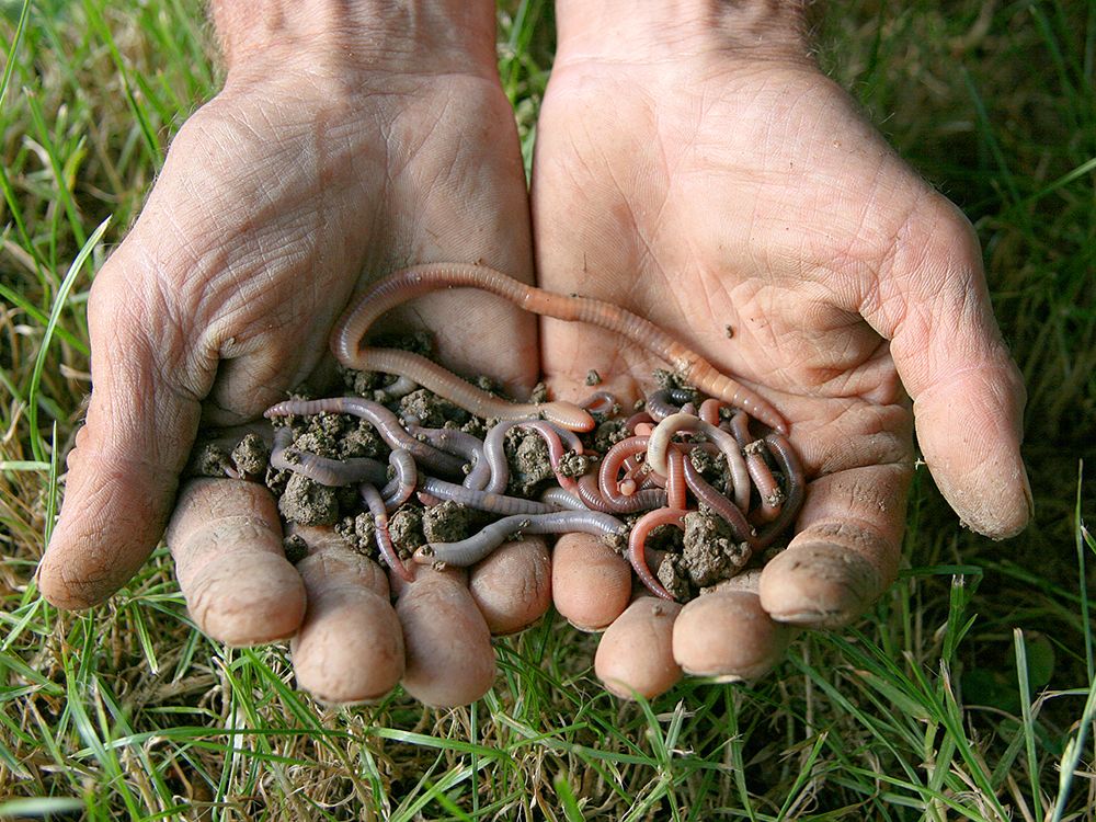 Biologischer Pflanzenschutz für den naturnahen Garten