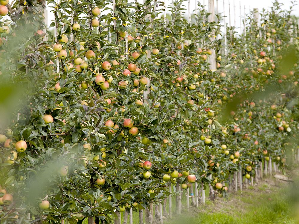 Schnitt & Pflege von jüngeren Obstbäumen und Säulenobst